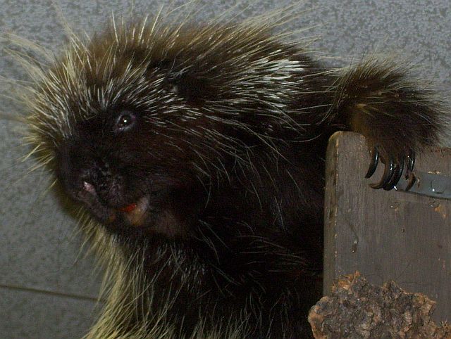 Akron Zoo porcupine